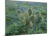 Bluebonnet and Texas Prickly Pear Cactus, New Braunfels, Texas, USA-Rolf Nussbaumer-Mounted Photographic Print