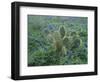 Bluebonnet and Texas Prickly Pear Cactus, New Braunfels, Texas, USA-Rolf Nussbaumer-Framed Photographic Print