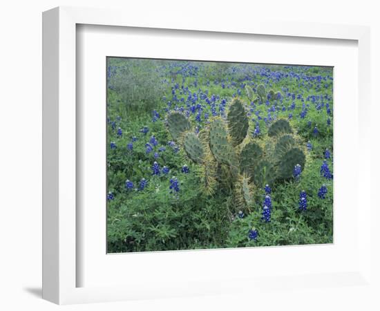 Bluebonnet and Texas Prickly Pear Cactus, New Braunfels, Texas, USA-Rolf Nussbaumer-Framed Photographic Print