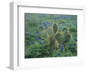 Bluebonnet and Texas Prickly Pear Cactus, New Braunfels, Texas, USA-Rolf Nussbaumer-Framed Photographic Print