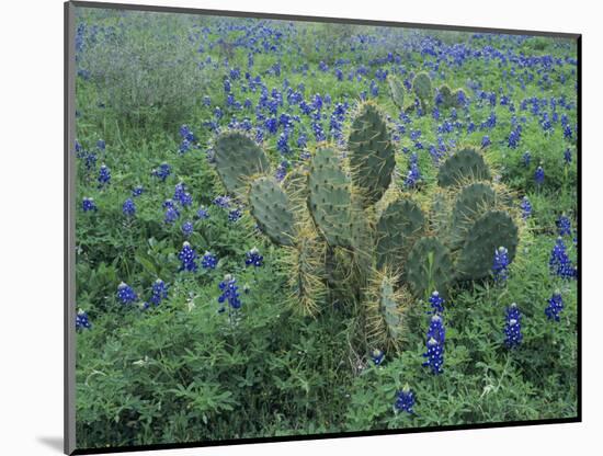 Bluebonnet and Texas Prickly Pear Cactus, New Braunfels, Texas, USA-Rolf Nussbaumer-Mounted Photographic Print