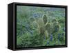 Bluebonnet and Texas Prickly Pear Cactus, New Braunfels, Texas, USA-Rolf Nussbaumer-Framed Stretched Canvas