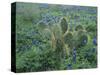 Bluebonnet and Texas Prickly Pear Cactus, New Braunfels, Texas, USA-Rolf Nussbaumer-Stretched Canvas