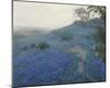 Bluebonnet Field, Early Morning, San Antonio Texas-null-Mounted Giclee Print