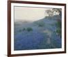 Bluebonnet Field, Early Morning, San Antonio Texas-null-Framed Giclee Print