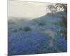 Bluebonnet Field, Early Morning, San Antonio Texas-null-Mounted Giclee Print