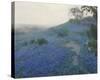 Bluebonnet Field, Early Morning, San Antonio Texas-null-Stretched Canvas