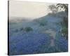 Bluebonnet Field, Early Morning, San Antonio Texas-null-Stretched Canvas