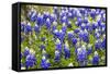 Bluebonnet Wildflowers Near Willow City, Texas, USA-Chuck Haney-Framed Stretched Canvas