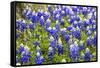 Bluebonnet Wildflowers Near Willow City, Texas, USA-Chuck Haney-Framed Stretched Canvas