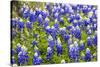 Bluebonnet Wildflowers Near Willow City, Texas, USA-Chuck Haney-Stretched Canvas