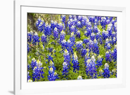 Bluebonnet Wildflowers Near Willow City, Texas, USA-Chuck Haney-Framed Photographic Print