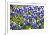 Bluebonnet Wildflowers Near Willow City, Texas, USA-Chuck Haney-Framed Photographic Print