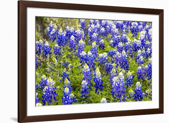 Bluebonnet Wildflowers Near Willow City, Texas, USA-Chuck Haney-Framed Photographic Print