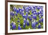 Bluebonnet Wildflowers Near Willow City, Texas, USA-Chuck Haney-Framed Photographic Print