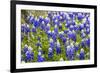 Bluebonnet Wildflowers Near Willow City, Texas, USA-Chuck Haney-Framed Photographic Print