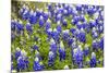 Bluebonnet Wildflowers Near Willow City, Texas, USA-Chuck Haney-Mounted Photographic Print