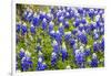 Bluebonnet Wildflowers Near Willow City, Texas, USA-Chuck Haney-Framed Photographic Print