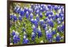 Bluebonnet Wildflowers Near Willow City, Texas, USA-Chuck Haney-Framed Photographic Print