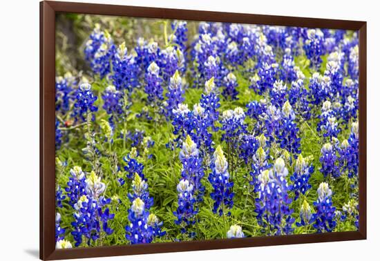 Bluebonnet Wildflowers Near Willow City, Texas, USA-Chuck Haney-Framed Photographic Print