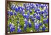 Bluebonnet Wildflowers Near Willow City, Texas, USA-Chuck Haney-Framed Photographic Print