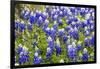 Bluebonnet Wildflowers Near Willow City, Texas, USA-Chuck Haney-Framed Photographic Print