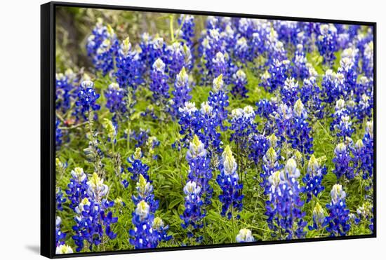 Bluebonnet Wildflowers Near Willow City, Texas, USA-Chuck Haney-Framed Stretched Canvas