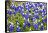 Bluebonnet Wildflowers Near Willow City, Texas, USA-Chuck Haney-Framed Stretched Canvas