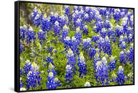 Bluebonnet Wildflowers Near Willow City, Texas, USA-Chuck Haney-Framed Stretched Canvas