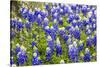 Bluebonnet Wildflowers Near Willow City, Texas, USA-Chuck Haney-Stretched Canvas