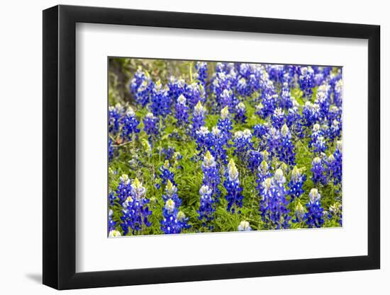 Bluebonnet Wildflowers Near Willow City, Texas, USA-Chuck Haney-Framed Photographic Print