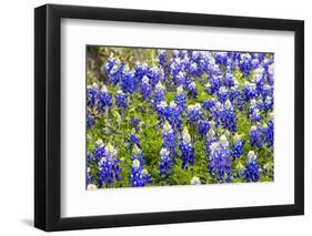 Bluebonnet Wildflowers Near Willow City, Texas, USA-Chuck Haney-Framed Photographic Print