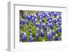 Bluebonnet Wildflowers Near Willow City, Texas, USA-Chuck Haney-Framed Photographic Print