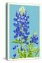 Bluebonnet-Lantern Press-Stretched Canvas