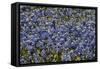 Bluebonnets 1-John Gusky-Framed Stretched Canvas