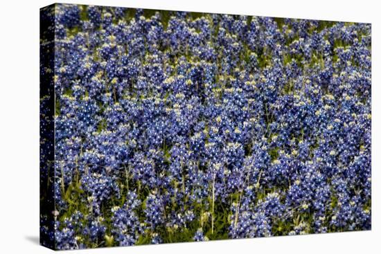 Bluebonnets 1-John Gusky-Stretched Canvas