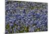 Bluebonnets 1-John Gusky-Mounted Photographic Print