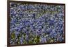 Bluebonnets 1-John Gusky-Framed Photographic Print