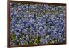 Bluebonnets 1-John Gusky-Framed Photographic Print