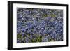 Bluebonnets 1-John Gusky-Framed Photographic Print