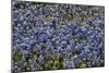 Bluebonnets 1-John Gusky-Mounted Photographic Print