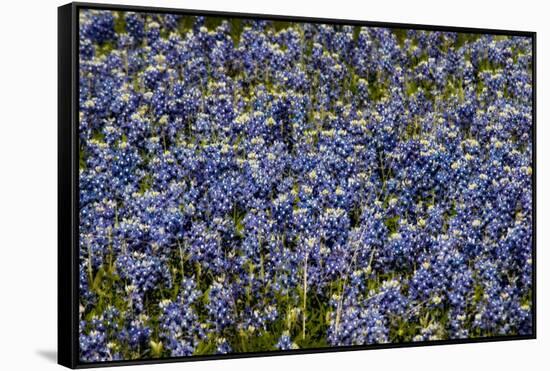 Bluebonnets 1-John Gusky-Framed Stretched Canvas