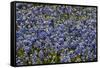 Bluebonnets 1-John Gusky-Framed Stretched Canvas