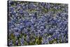 Bluebonnets 1-John Gusky-Stretched Canvas