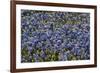 Bluebonnets 1-John Gusky-Framed Photographic Print