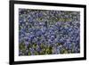 Bluebonnets 1-John Gusky-Framed Photographic Print