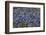 Bluebonnets 1-John Gusky-Framed Photographic Print