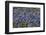 Bluebonnets 1-John Gusky-Framed Photographic Print