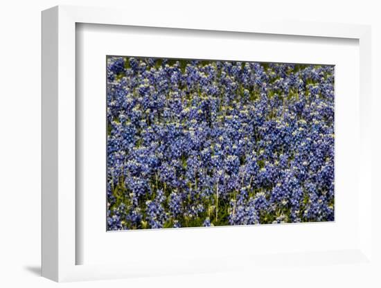 Bluebonnets 1-John Gusky-Framed Photographic Print