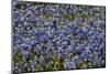 Bluebonnets 1-John Gusky-Mounted Photographic Print